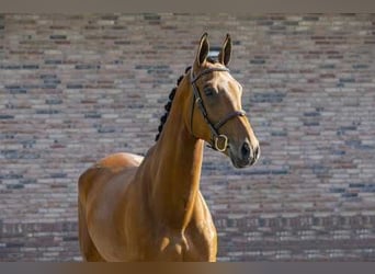 KWPN, Wallach, 10 Jahre, 173 cm, Brauner