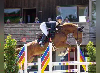 KWPN, Wallach, 10 Jahre, 173 cm, Fuchs