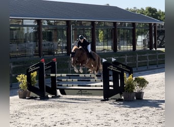 KWPN, Wallach, 10 Jahre, 173 cm, Fuchs
