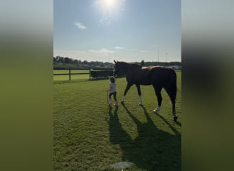 KWPN, Wallach, 10 Jahre, 173 cm, Fuchs