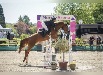 KWPN, Wallach, 10 Jahre, 173 cm, Fuchs