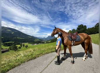 KWPN, Wallach, 10 Jahre, 173 cm, Fuchs
