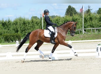 KWPN, Wallach, 10 Jahre, 174 cm, Brauner