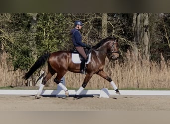 KWPN, Wallach, 10 Jahre, 174 cm, Dunkelbrauner