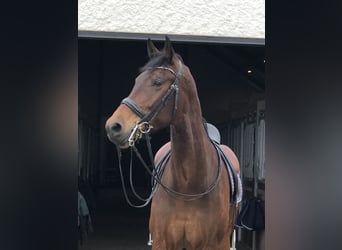 KWPN, Wallach, 10 Jahre, 174 cm, Dunkelbrauner