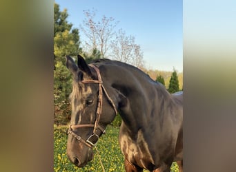 KWPN, Wallach, 10 Jahre, 174 cm, Rappe