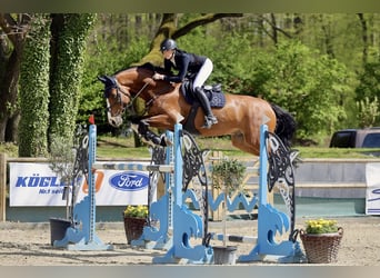 KWPN, Wallach, 10 Jahre, 175 cm, Brauner