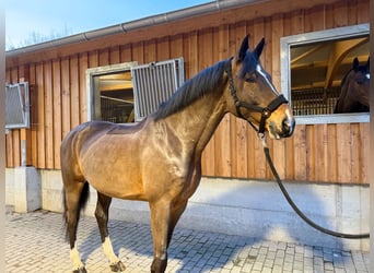 KWPN, Wallach, 10 Jahre, 175 cm, Brauner