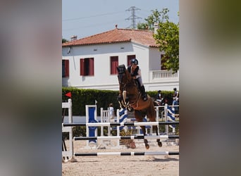 KWPN, Wallach, 10 Jahre, 175 cm, Dunkelfuchs