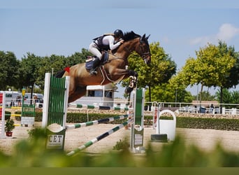 KWPN, Wallach, 10 Jahre, 175 cm, Dunkelfuchs