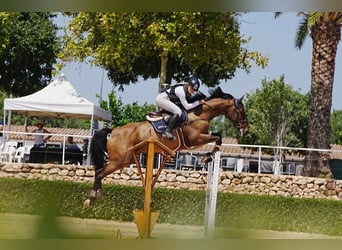 KWPN, Wallach, 10 Jahre, 175 cm, Dunkelfuchs