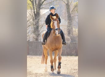 KWPN, Wallach, 10 Jahre, 175 cm, Fuchs