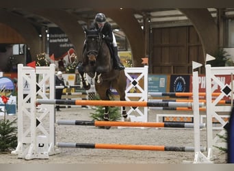 KWPN, Wallach, 10 Jahre, 176 cm, Dunkelbrauner