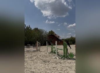 KWPN, Wallach, 10 Jahre, 176 cm, Dunkelbrauner