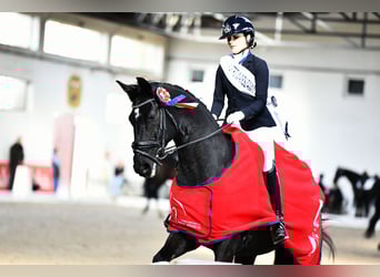 KWPN, Wallach, 10 Jahre, 176 cm, Rappe