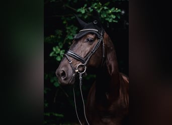 KWPN, Wallach, 10 Jahre, 176 cm, Rappe