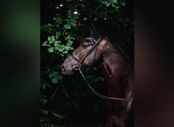 KWPN, Wallach, 10 Jahre, 176 cm, Rappe