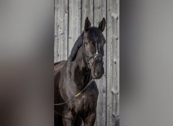 KWPN, Wallach, 10 Jahre, 177 cm, Schwarzbrauner