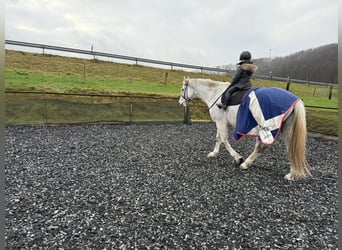 KWPN, Wallach, 10 Jahre, 178 cm, Fliegenschimmel