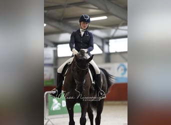 KWPN, Wallach, 10 Jahre, 178 cm, Schwarzbrauner