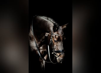 KWPN, Wallach, 10 Jahre, 178 cm, Schwarzbrauner
