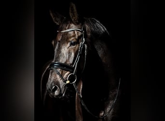 KWPN, Wallach, 10 Jahre, 178 cm, Schwarzbrauner