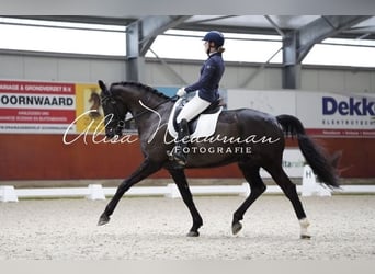 KWPN, Wallach, 10 Jahre, 178 cm, Schwarzbrauner