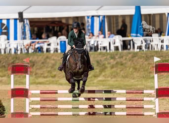 KWPN, Wallach, 10 Jahre, 178 cm
