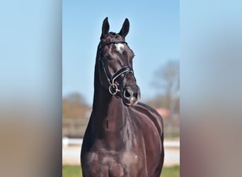 KWPN, Wallach, 10 Jahre, 180 cm, Rappe