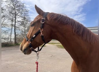 KWPN, Wallach, 10 Jahre, 181 cm, Fuchs