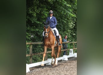 KWPN, Wallach, 10 Jahre, 181 cm, Fuchs