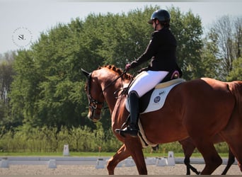 KWPN, Wallach, 10 Jahre, 181 cm, Fuchs