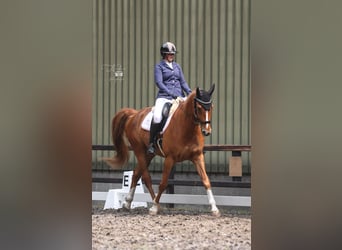 KWPN, Wallach, 10 Jahre, 181 cm, Fuchs