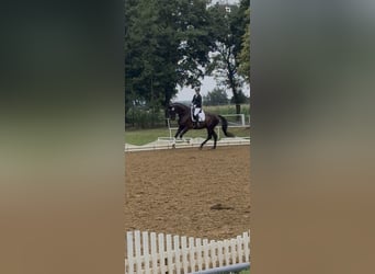 KWPN, Wallach, 10 Jahre, 181 cm, Rappe