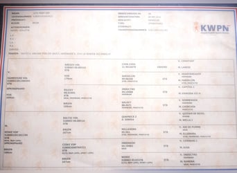 KWPN, Wallach, 10 Jahre, 183 cm, Brauner