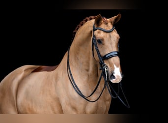 KWPN, Wallach, 10 Jahre, Fuchs