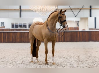 KWPN, Wallach, 10 Jahre, Fuchs