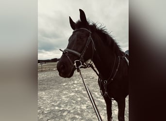 KWPN, Wallach, 11 Jahre, 157 cm, Rappe