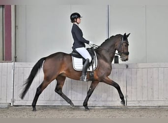 KWPN, Wallach, 11 Jahre, 159 cm, Brauner