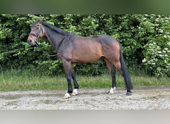 KWPN, Wallach, 11 Jahre, 163 cm, Dunkelbrauner