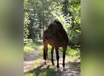 KWPN, Wallach, 11 Jahre, 163 cm, Dunkelbrauner