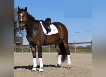 KWPN, Wallach, 11 Jahre, 164 cm, Brauner