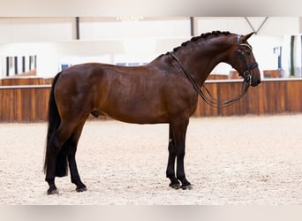 KWPN, Wallach, 11 Jahre, 164 cm, Brauner