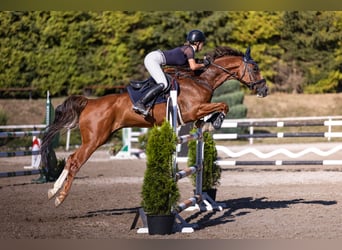 KWPN, Wallach, 11 Jahre, 164 cm, Dunkelfuchs