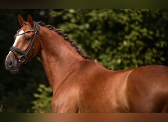 KWPN, Wallach, 11 Jahre, 164 cm, Dunkelfuchs