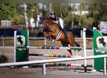 KWPN, Wallach, 11 Jahre, 164 cm, Fuchs