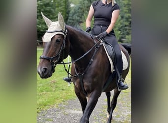 KWPN, Wallach, 11 Jahre, 164 cm, Schwarzbrauner