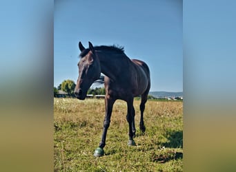 KWPN, Wallach, 11 Jahre, 165 cm