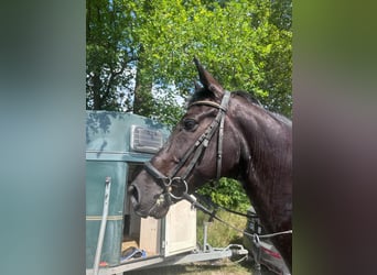 KWPN, Wallach, 11 Jahre, 165 cm, Rappe