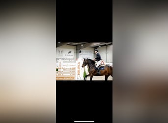 KWPN, Wallach, 11 Jahre, 165 cm, Rappe